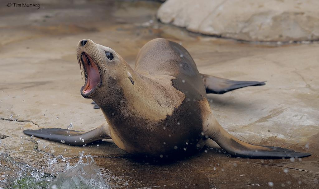 Sea lion 0809.jpg